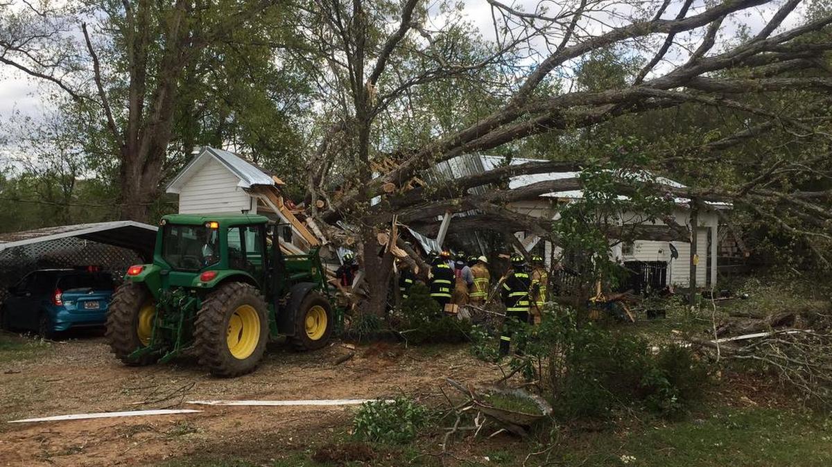 A fallen tree left one dead Thursday afternoon.