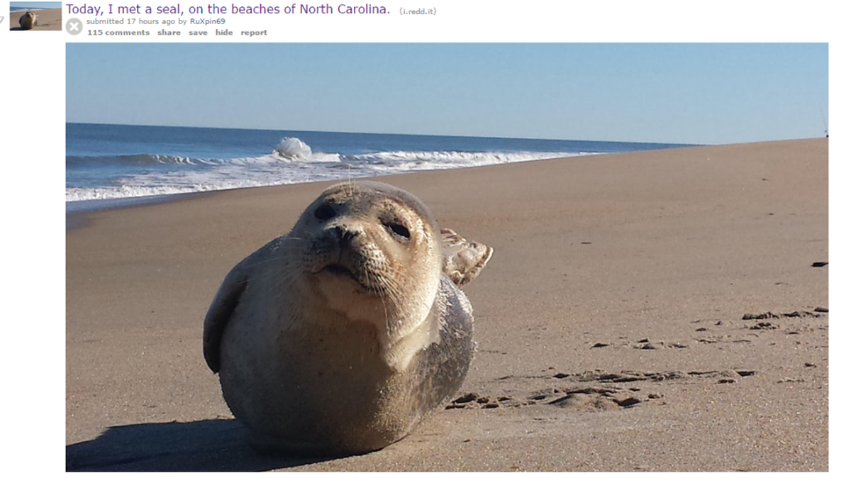 The seal reportedly seen at at the Outer Banks this weekend, as seen on Reddit