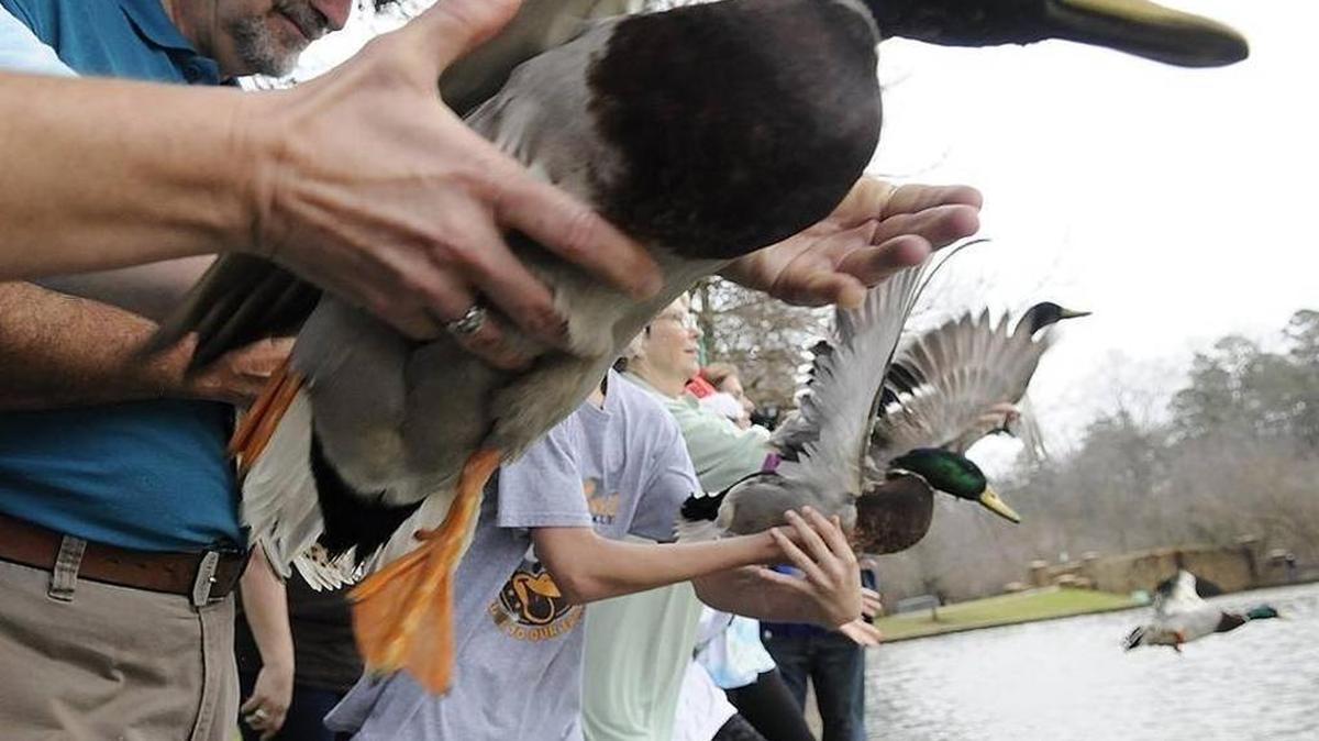 Volunteers released eight ducks affected by a diesel fuel spill into Little Sugar Creek in 2015.