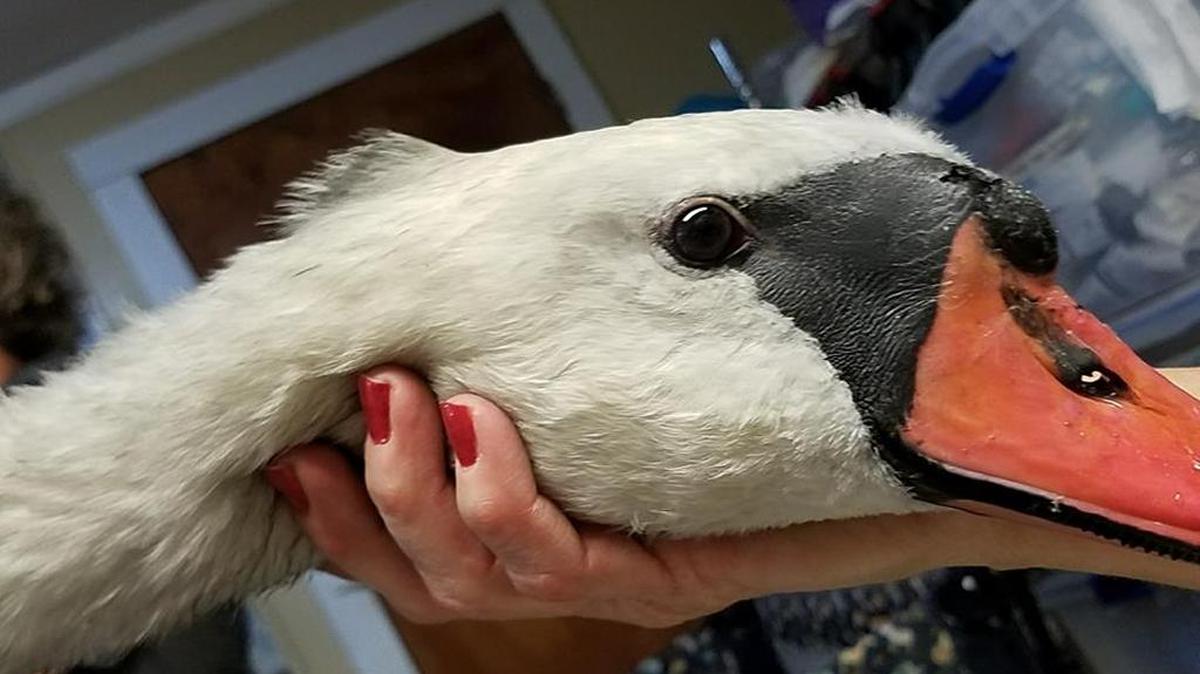 Animal in for treatment at Carolina Waterfowl Rescue