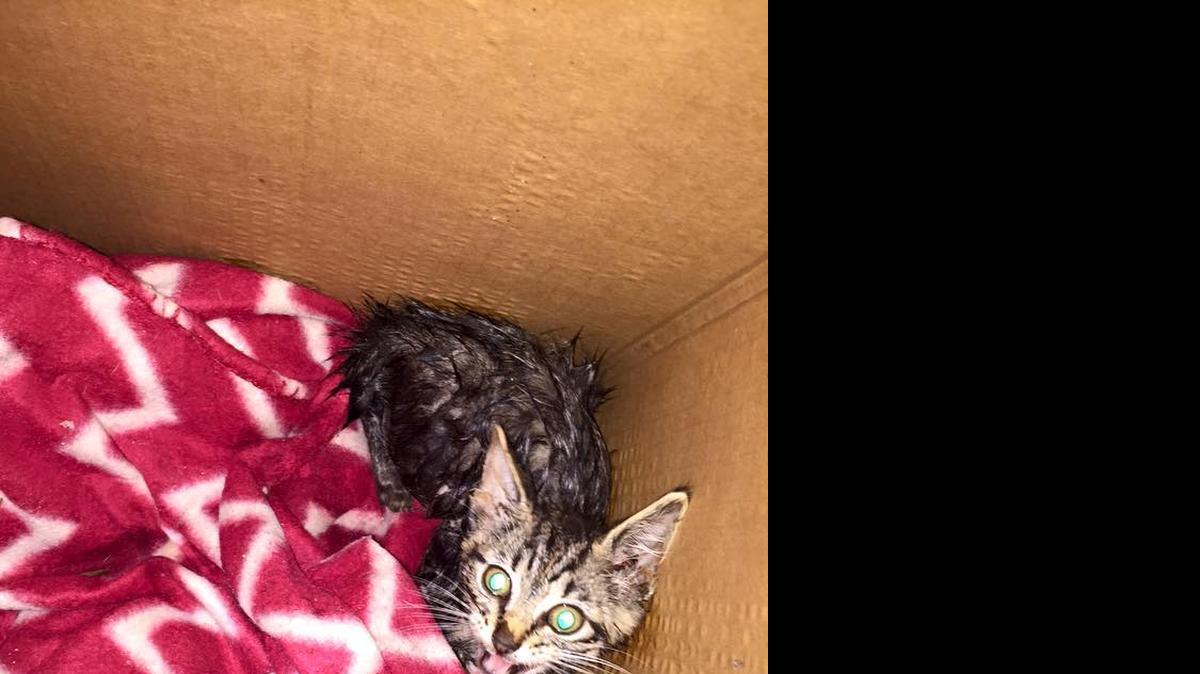 
Responding to a call of an animal needing rescue, firefighters from Lincolnton engines 2A and 1A freed this kitten from a storm drain in the parking lot of a CVS Pharmacy.
