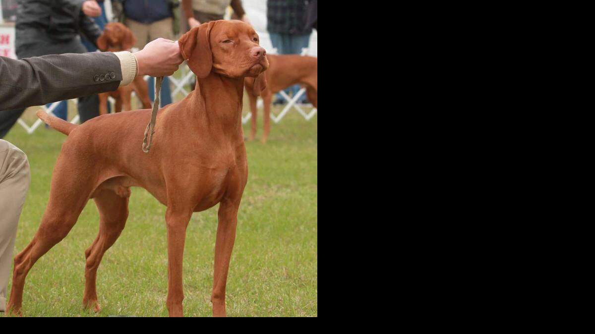 
Whiskey, a 3-year-old Vizsla from Raleigh, took home Best of Breed title at the Westminster Dog Show this week. 
