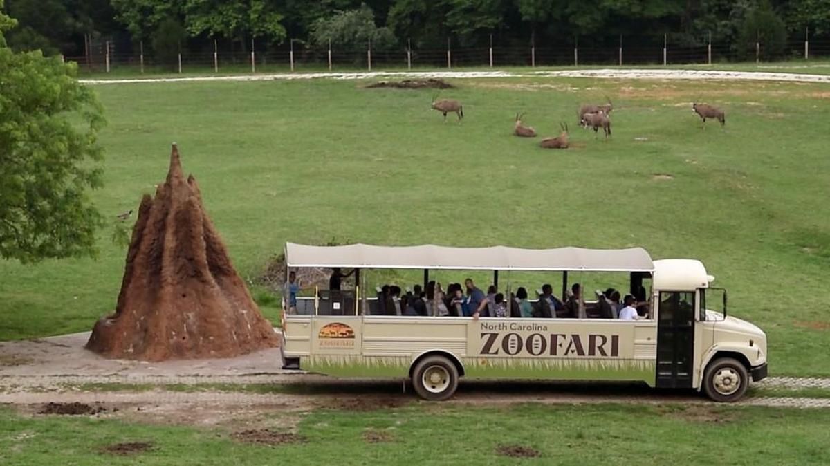 Riders aboard the "Zoofari" bus pass by a herd of Fringe-eared Oryx during their hour-long tour of the the 37-acre Watani Grassland exhibit at the North Carolina Zoological Park in Asheboro, N.C. Thursday. Riders on the open-air vehicle get an exclusive tour for a fee of $20 per person. An experienced zookeeper is the tour guide and discusses facts about the zoo and the nine exhibited species including rhinoceroses, gazelles, greater kudus, ostriches and many exotic antelope.