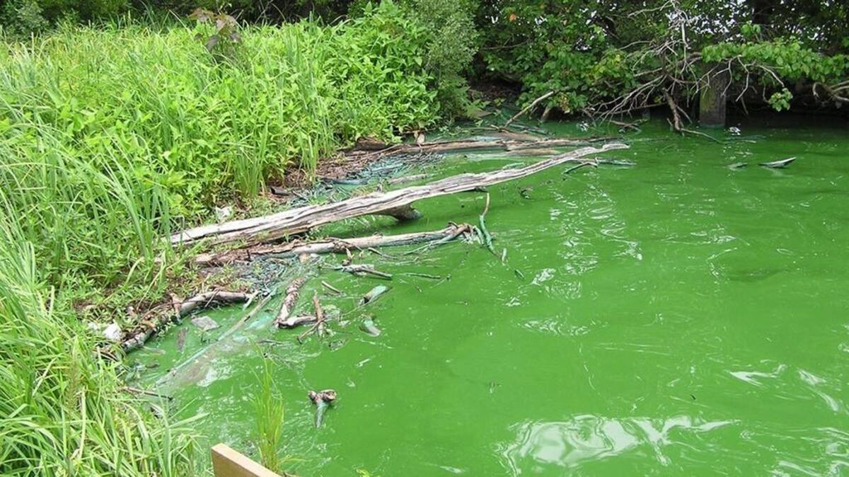 
The pond in Park Road Park near the South Park area has tested positive for Blue-green algae that can harm humans and kill dogs. Here is a North Carolina creek infested with the algae.
