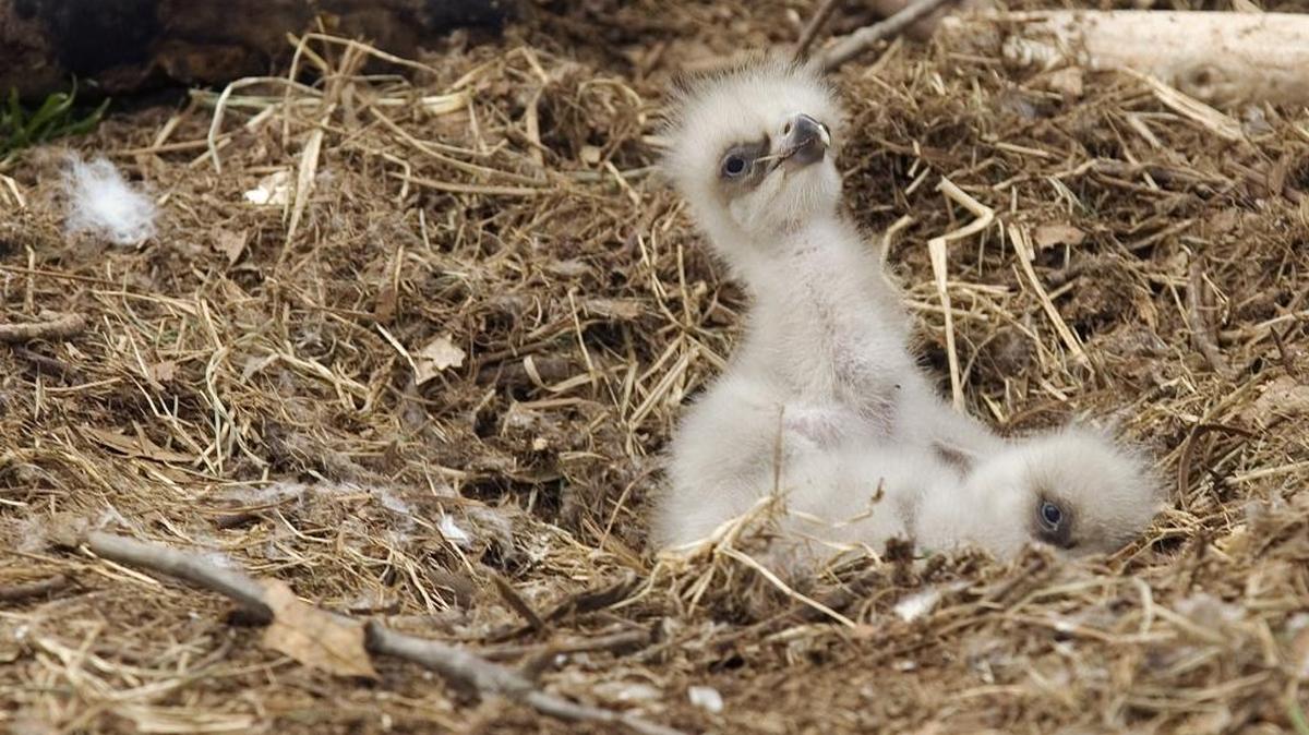 Two captive bald eagles at the Carolina Raptor Center, Savannah and Derek, produced the first eagle chick to hatch at the center in 2006. Savannah is again brooding two eggs, but those are expected to be infertile.