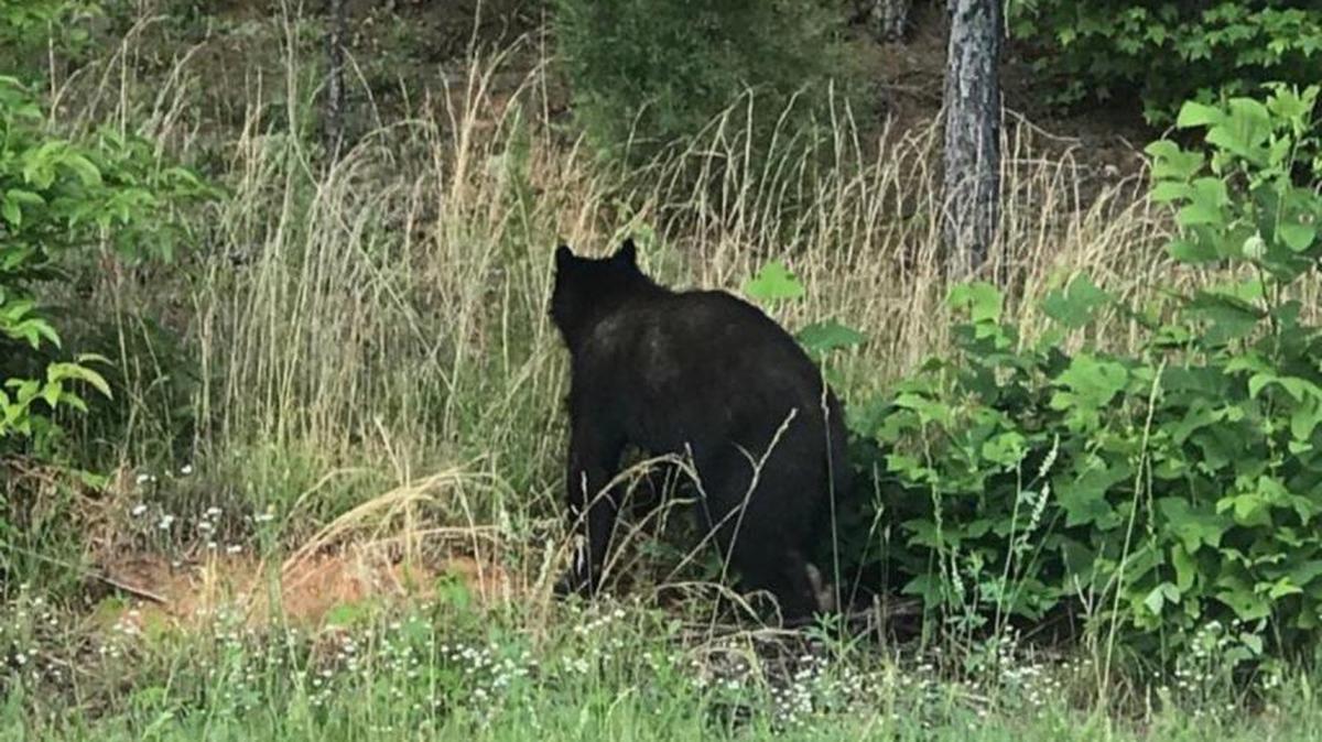 A bear seen on Tuesday in Matthews at U.S. 74 near Interstate 485.
