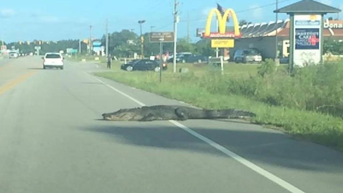 The alligator was seen crossing a road in Sneads Ferry, N.C. Courtesy of Topsail Online Gazette.