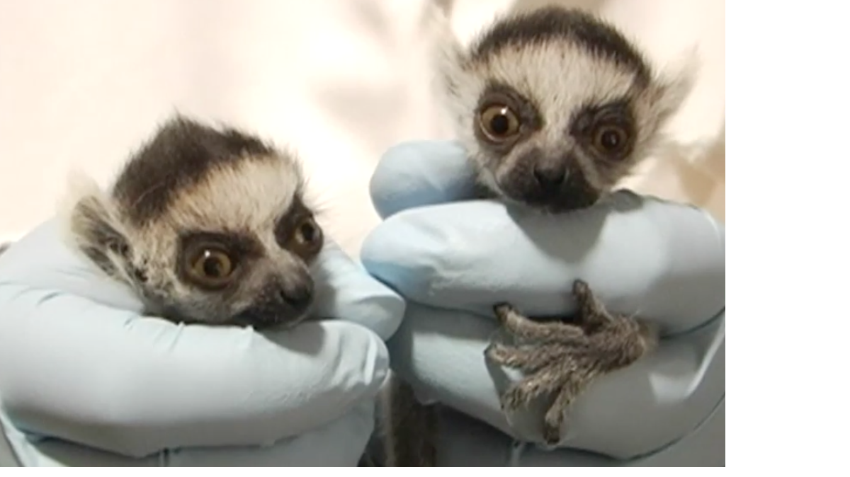 
Courtesy of the Duke Lemur Center.
