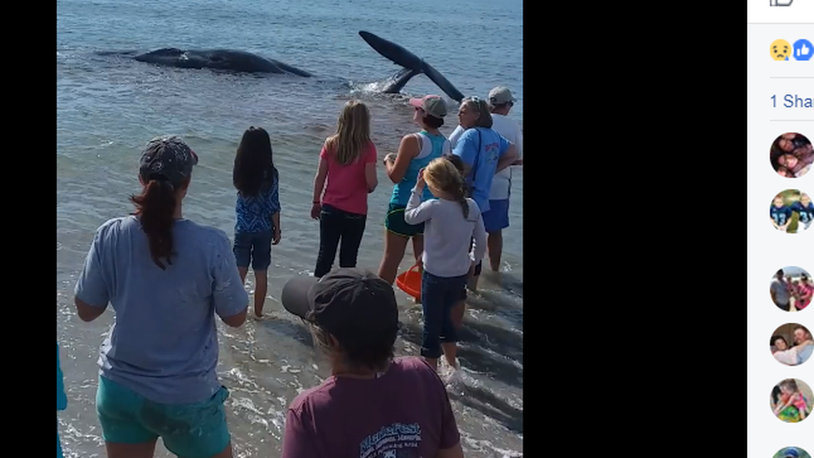Screen shot from video of the whale Kenneth Wayne Hayes posted on Facebook.