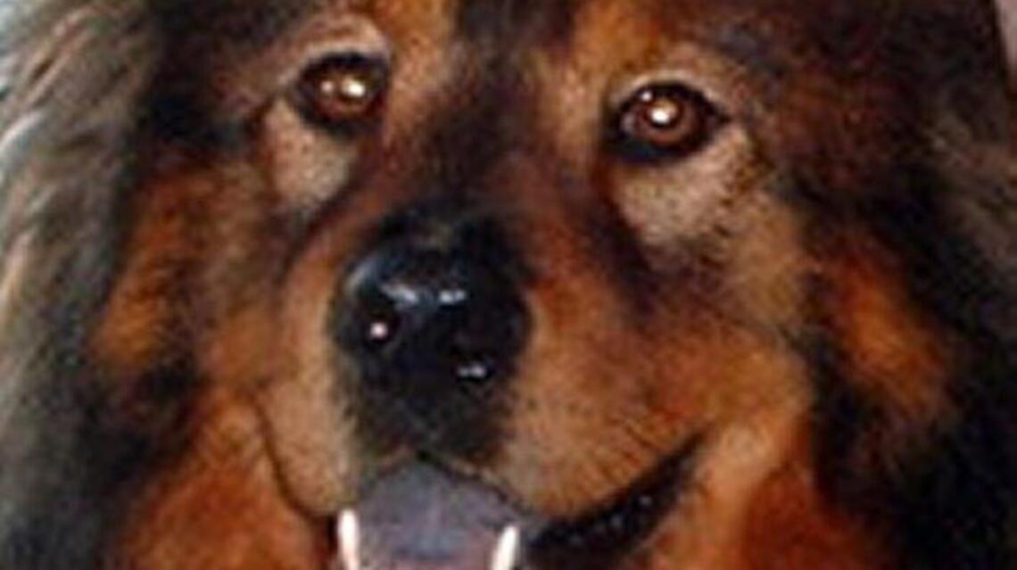 Your furriest mistake can be your greatest blessing