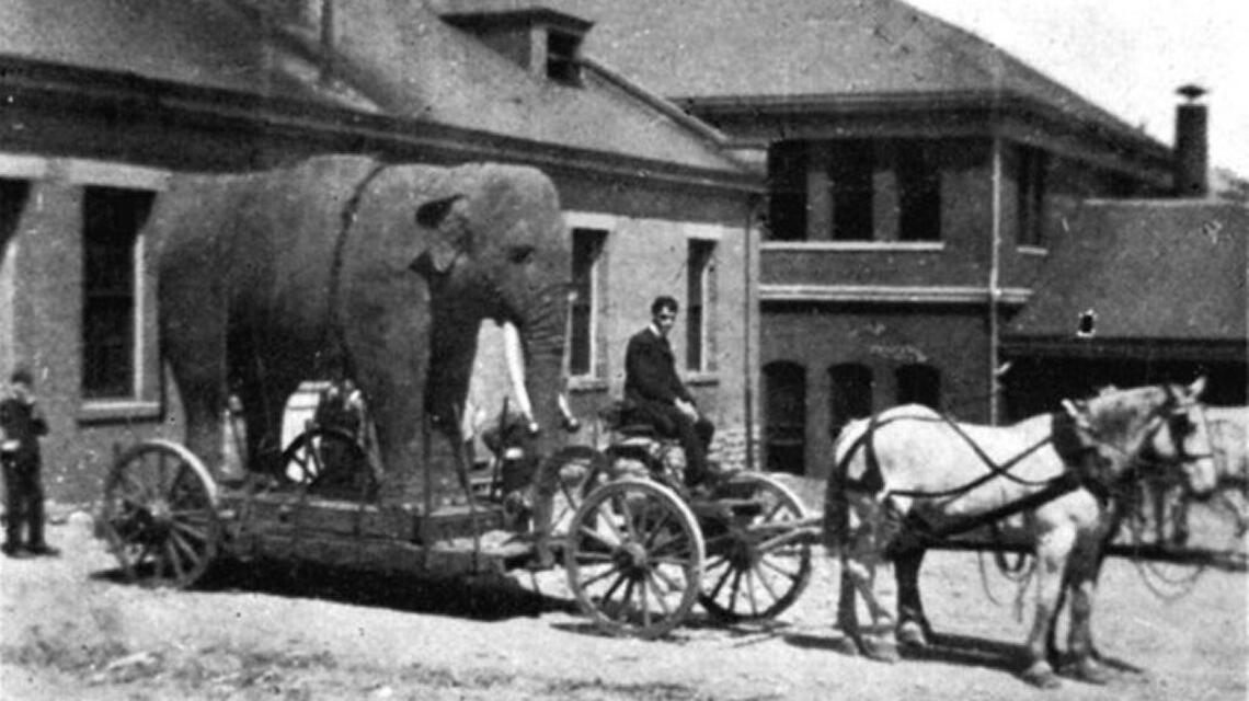 Charlotte’s circus of horror and the mad elephant Chief