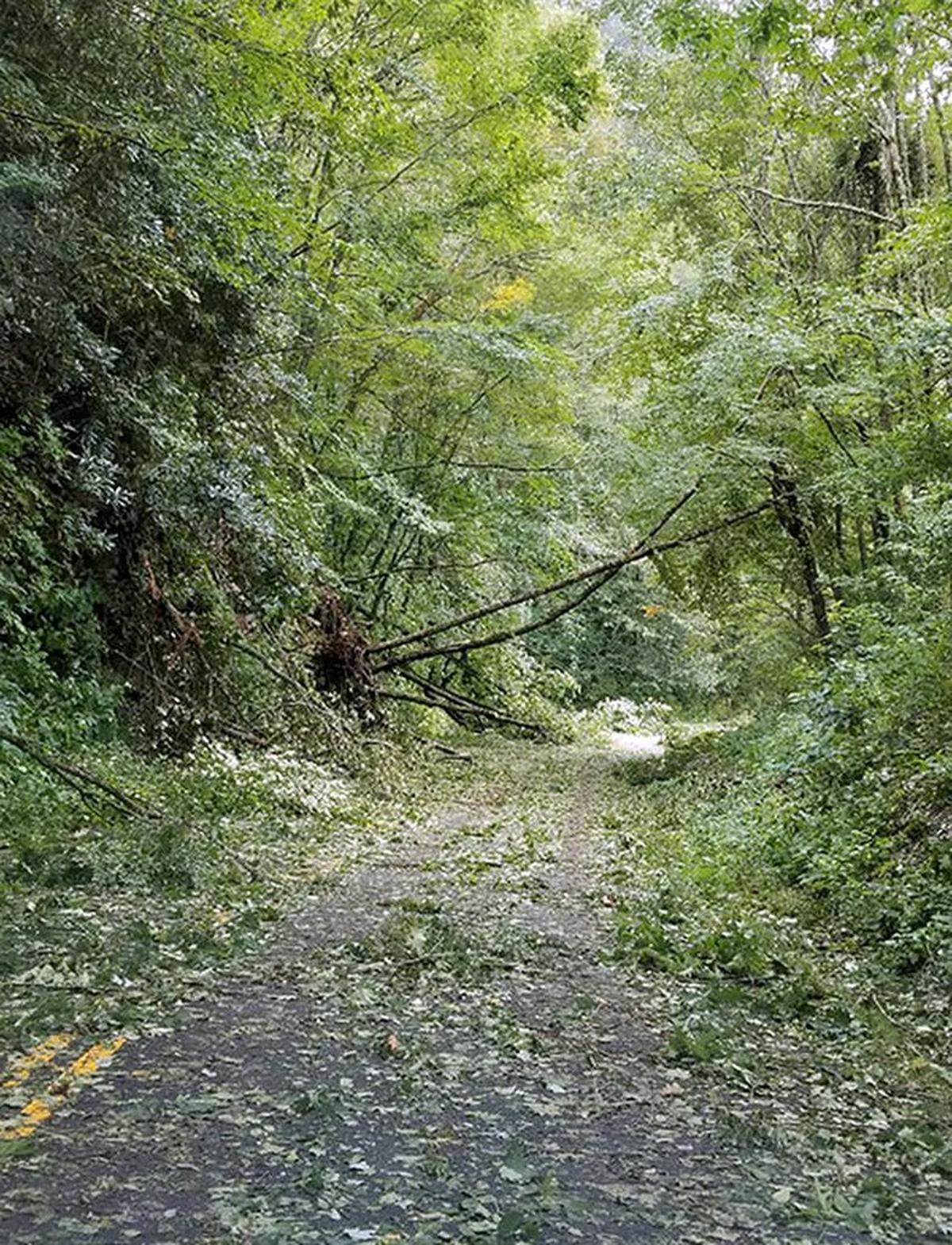 Wind from Tropical Storm Irma downed trees and covered the Blue Ridge Parkway with debris.