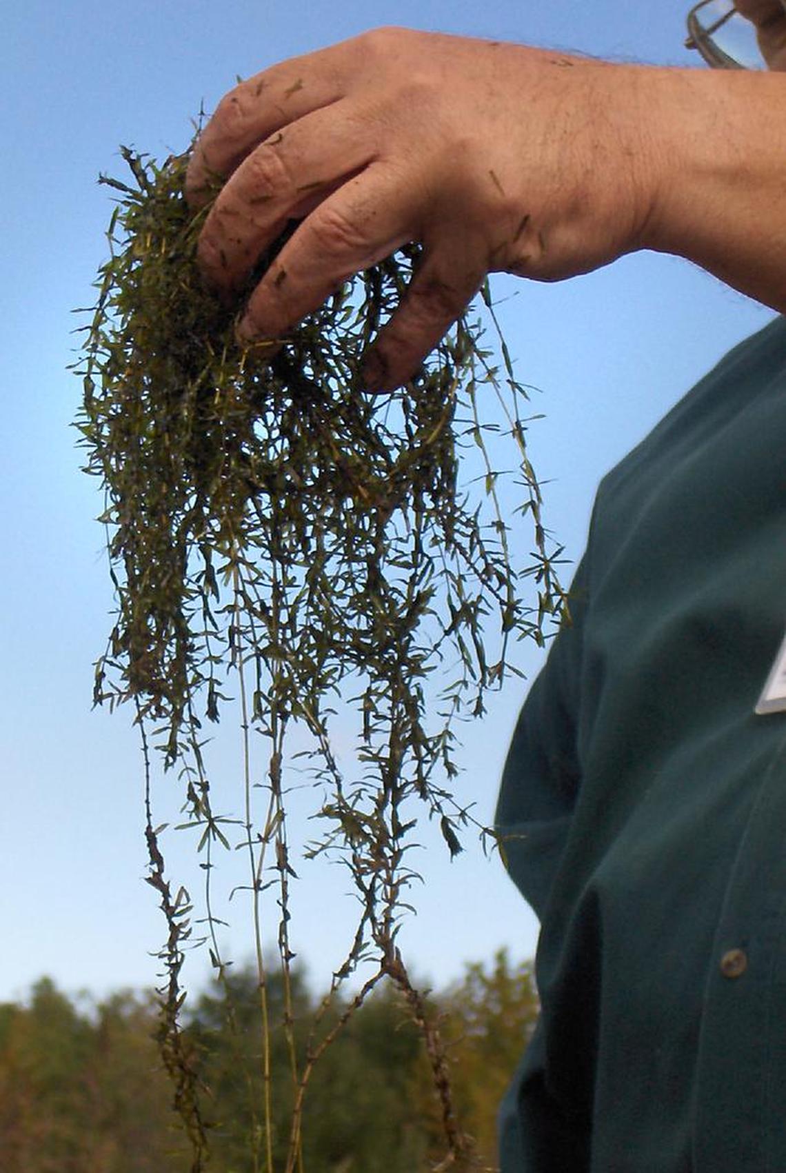 Hydrilla can clog boat engines and choke out entire coves.