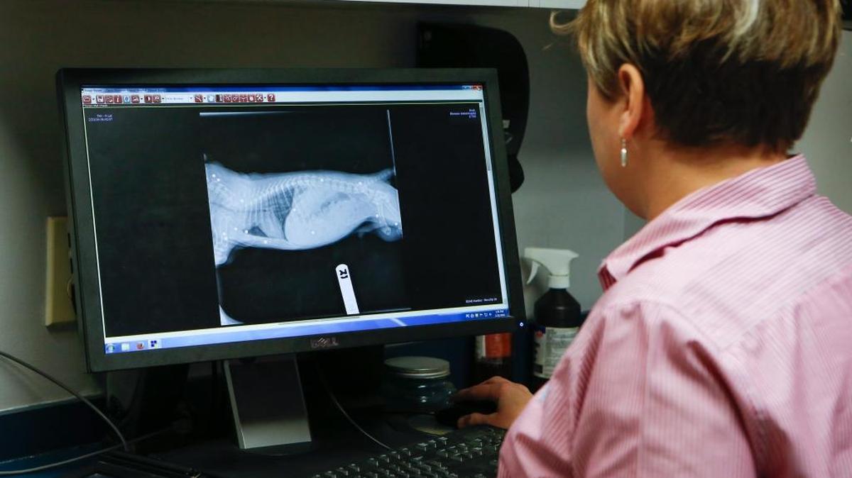 April Splawn looks over x-ray's that show the bb's lodged in "Brody, a six-week-old Lab mix that is recuperating from animal abuse at Ebenezer Animal Hospital after being shot 18 times by a BB gun.