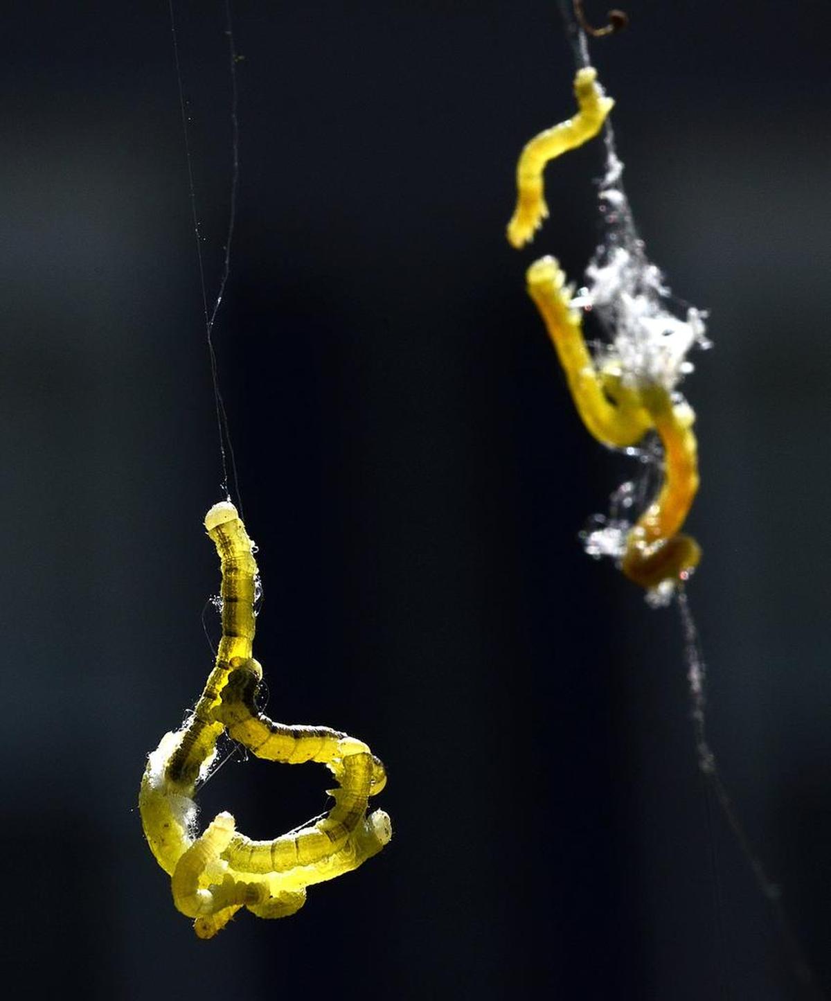 Tangled clusters of cankerworms float above a Wellington subdivision yard in northeast Charlotte in March 2016.