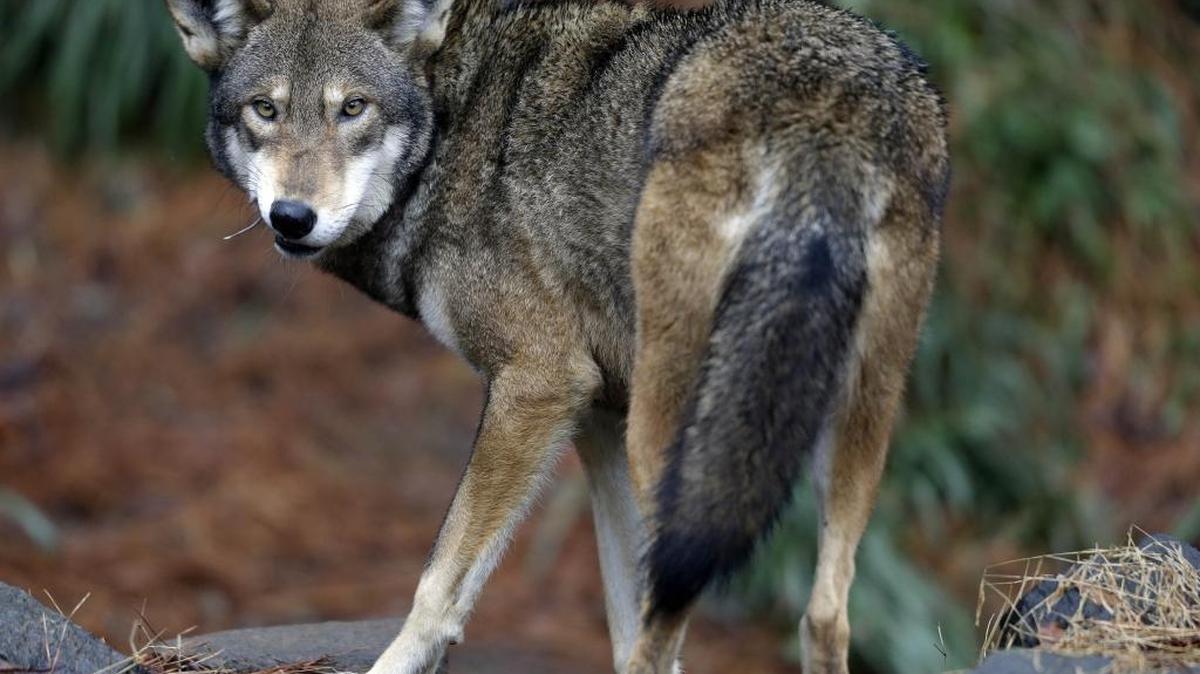 
A male red wolf at the Museum of Life and Science in Durham.
