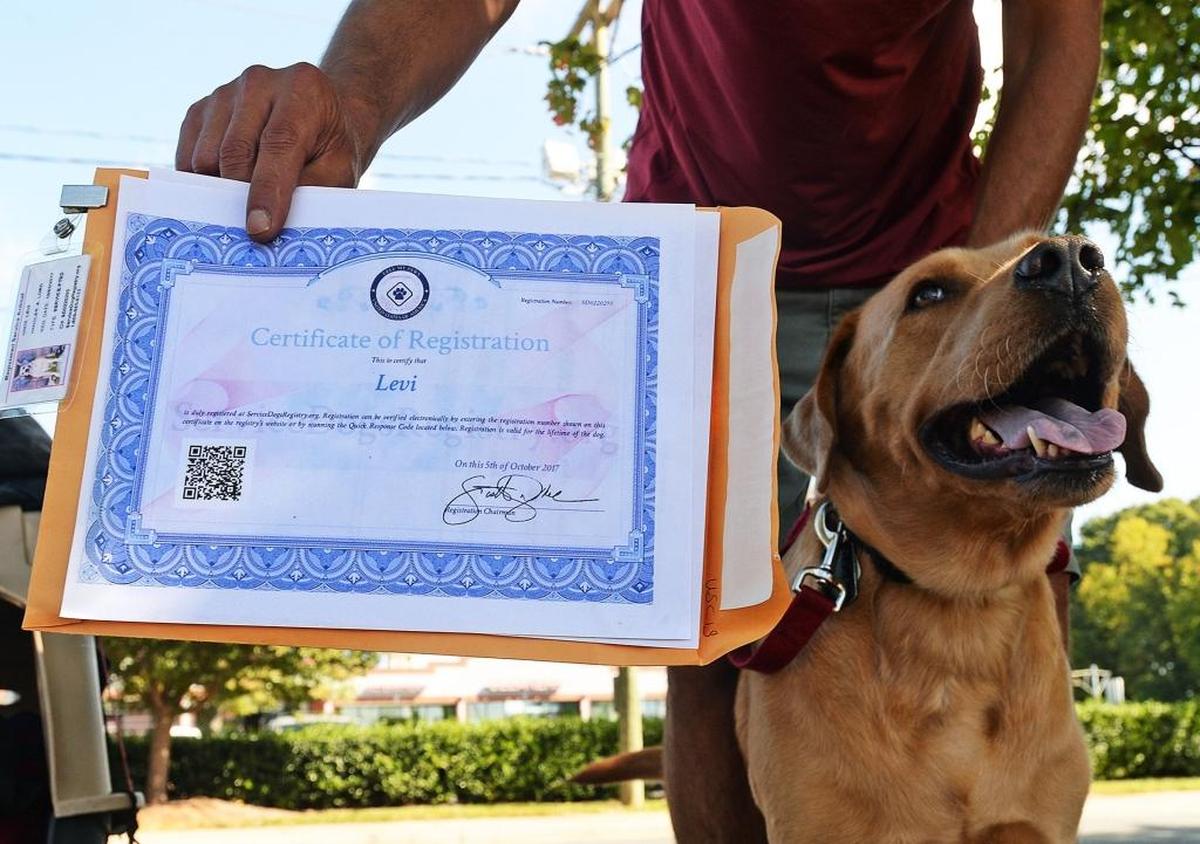 Levi’s now registered as an emotional support service dog.