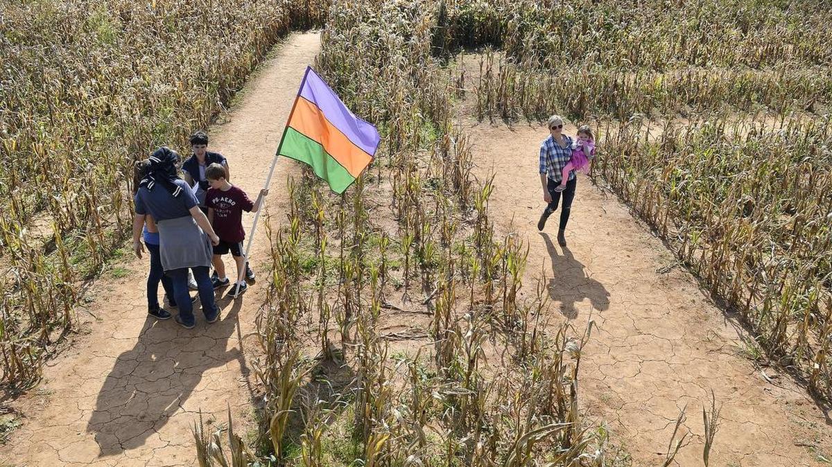 A family huddles trying to figure out their way through the Amazing Maize maze at Historic Rural Hill Farm in October 2015. Despite a persistent drought that summer, Rural Hill still managed to hold its Amazing Maize Maze.