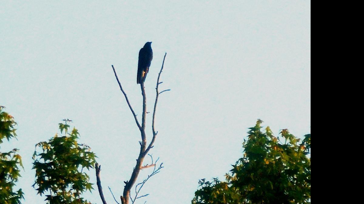 
A fish crow perches atop a tree limb.
