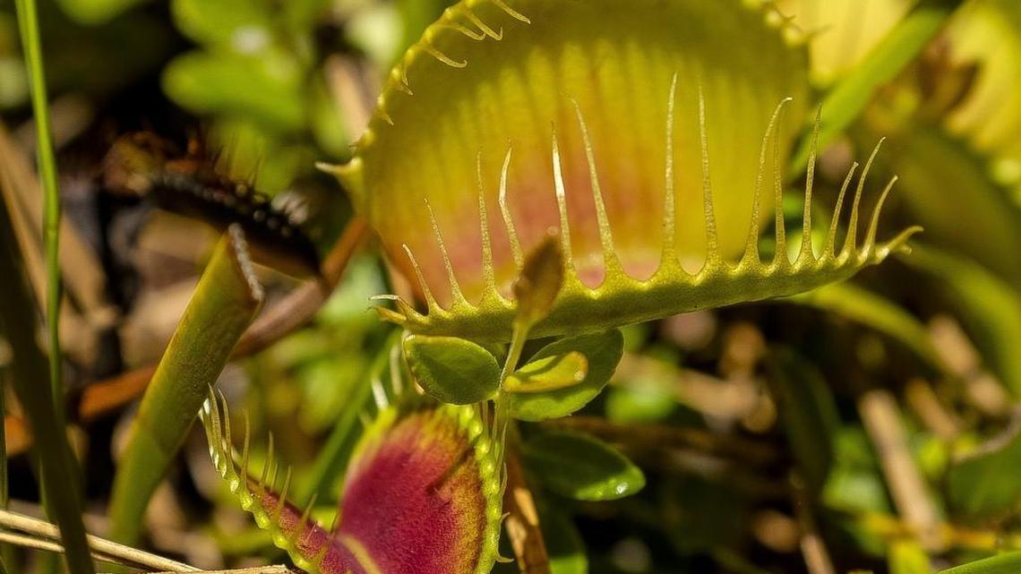 Venus Flytraps, like those found in the Green Swamp of North Carolina, are native to North Carolina and South Carolina.