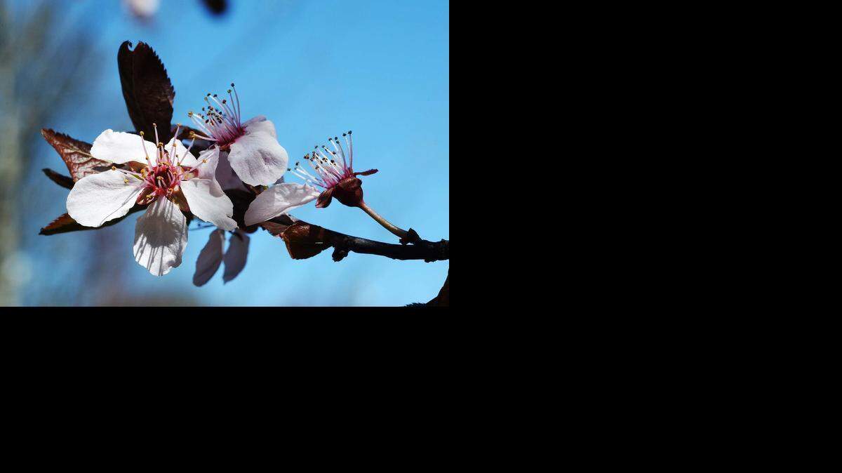 
 A cherry tree has blossomed on Sunday near uptown, one of the first signs that spring is arriving soon.
