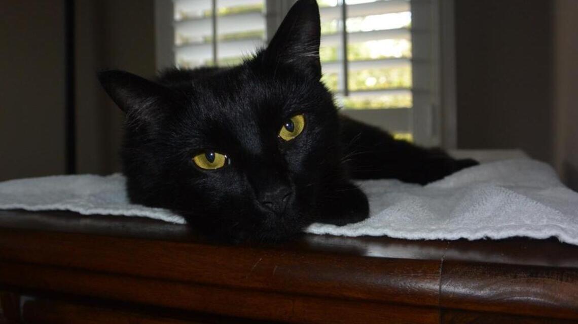 Ballantyne cat lost since 2015 mysteriously comes home. What was Joey up to?