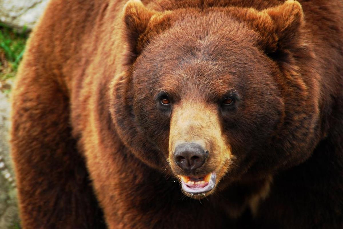 Kodiak, a cinnamon black bear, roams the bear habitat at Grandfather Mountain with other black bears. Grandfather Mountain features natural habitats where visitors can see and photograph native wildlife, including bears, cougars, otters, bald eagles and deer, in natural settings from close range.