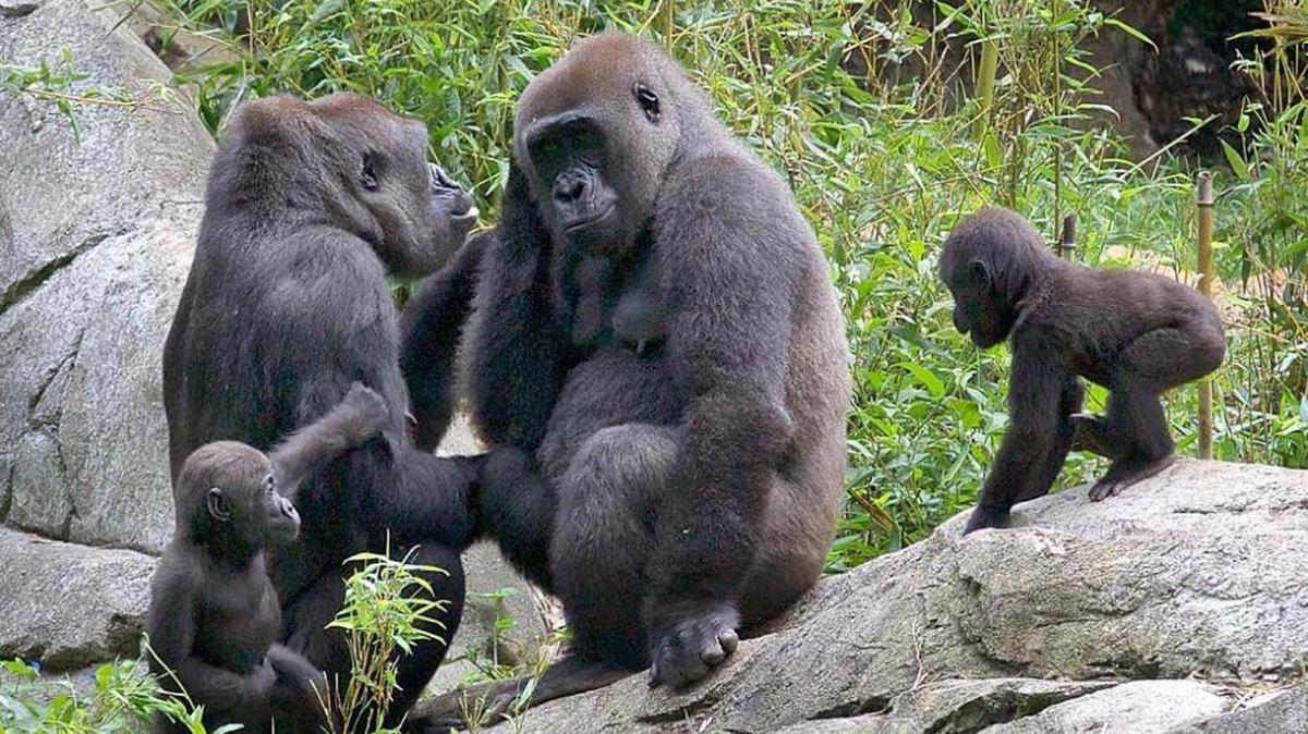 Gorillas at the N.C. Zoo in a 2015 file photo.