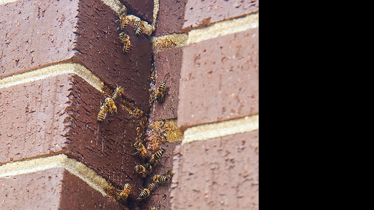 
Catawba College said it was important to the college to remove the bees in a humane, environmentally sustainable way.
