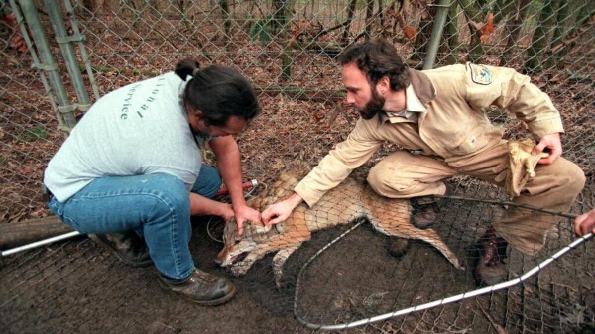 Biologist Chris Lucash, right, checks a penned red wolf's ears after capturing him to collect a blood sample and give shots in Smoky Mountains National Park in 1998.