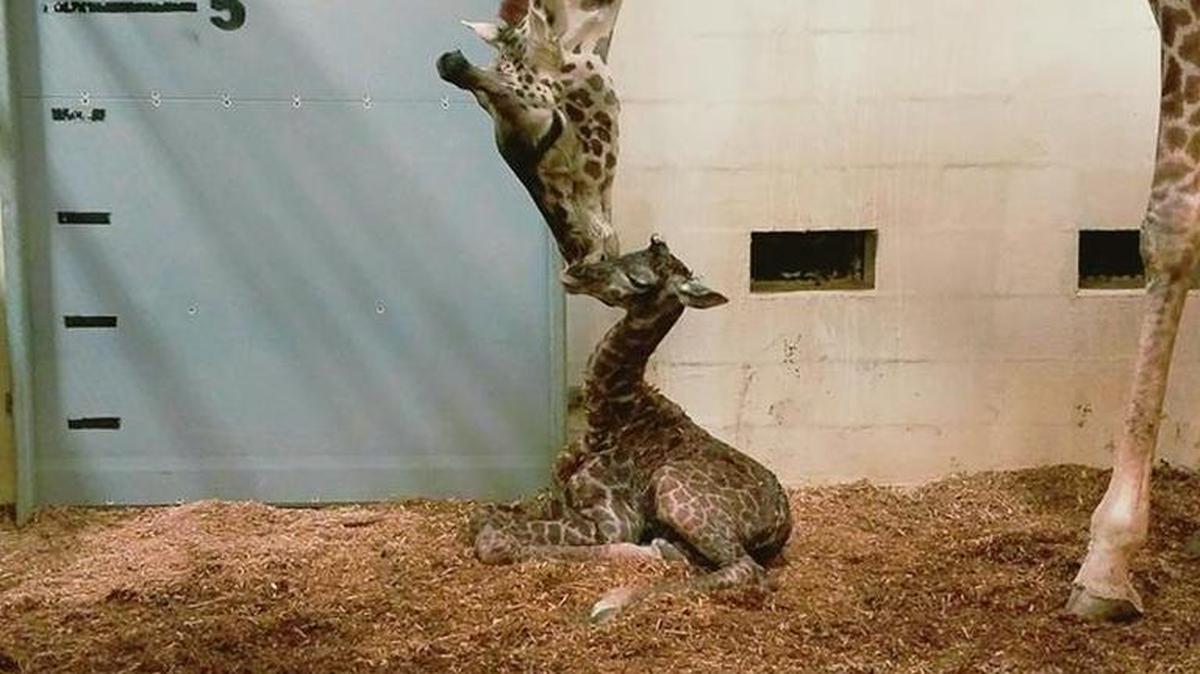 Autumn, the Greenville, S.C., Zoo’s 12-year-old Masai giraffe, gave birth at 11:52 a.m. Wednesday. The zoo invites the public to submit names for the calf through noon Thursday.