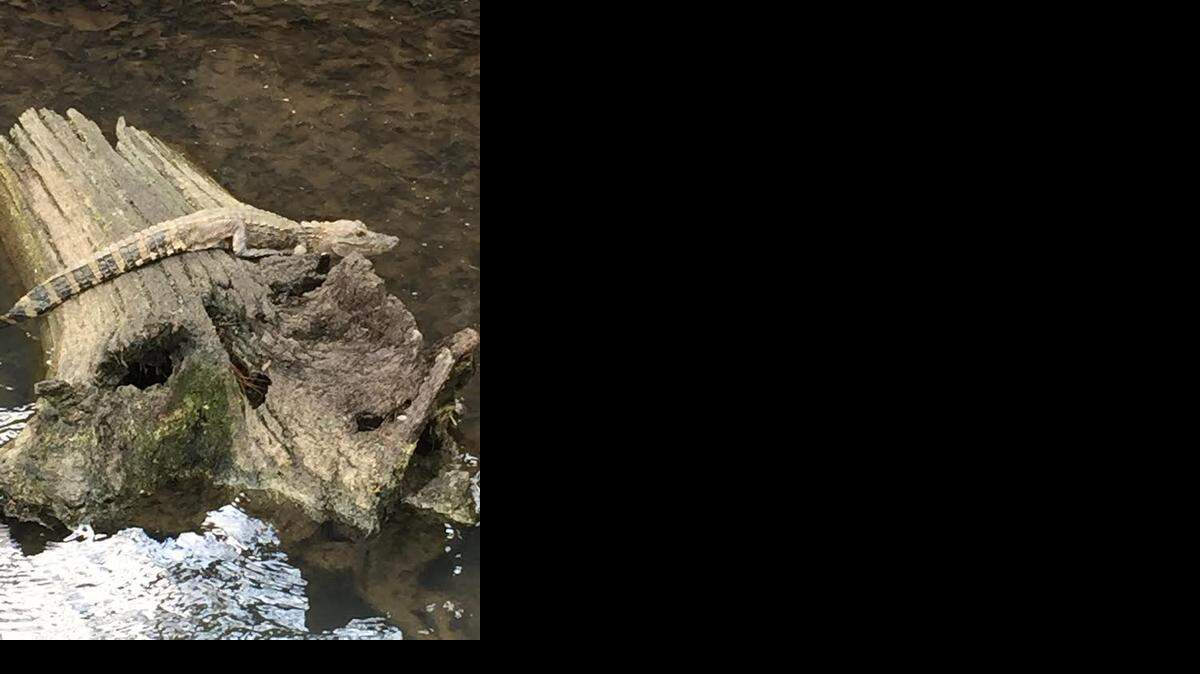 
Fisherman Carson Orellana and friend Chris Carnes spotted this alligator April 5 while fishing on Lake Wylie. Orellana said he saw it again April 9 in the same area. 
