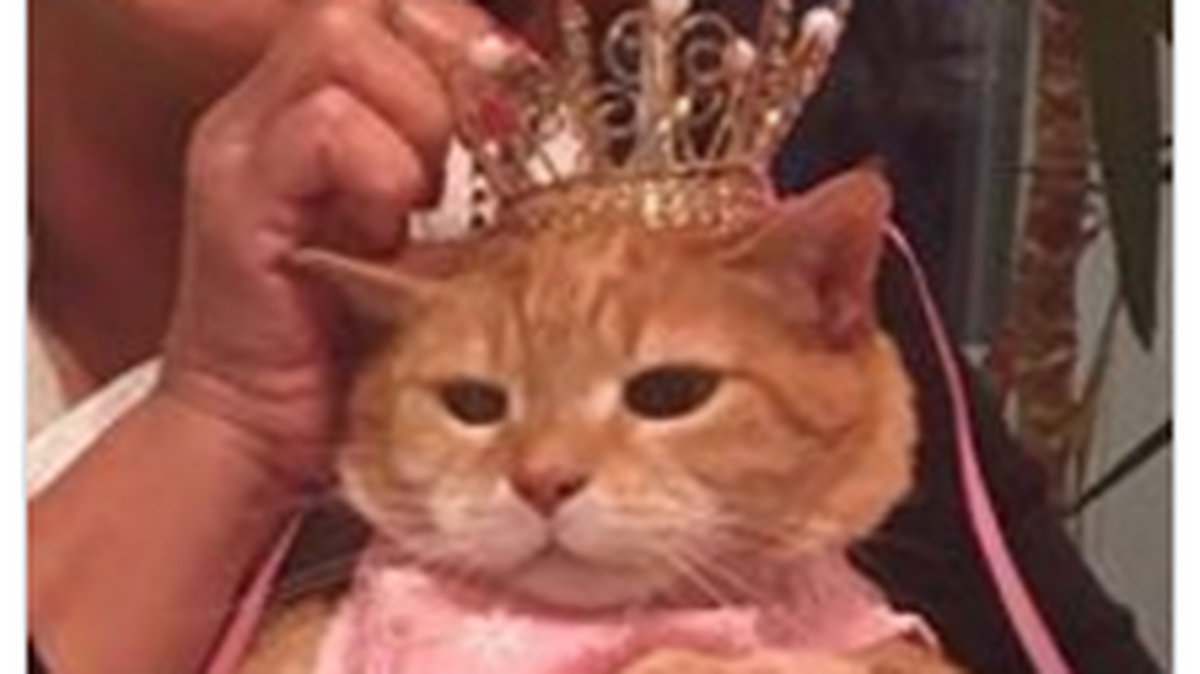 Luna, the cat, has her own Facebook page, too.