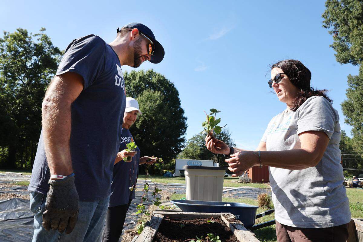 Kelly Cuddy, farm manager at an urban farm run by The Park Community Development Corporation, shows John Parnell and Jennifer Grosskopf how to plant strawberries Thursday, Oct. 2, 2025 in west Charlotte.