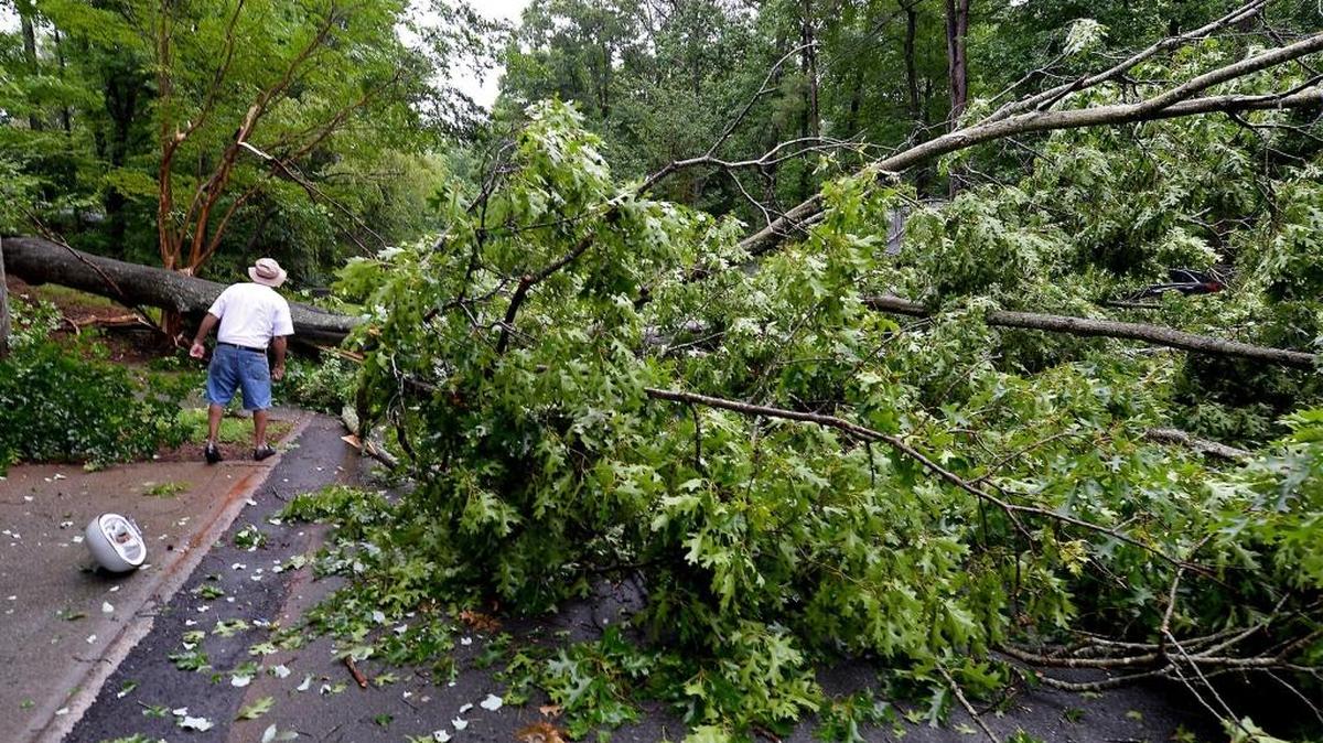 Neighbors investigated a fallen tree on in east Charlotte in June. Wind gusts of up to 55 mph are expected Monday from the remains of Hurricane Irma and could topple more trees.