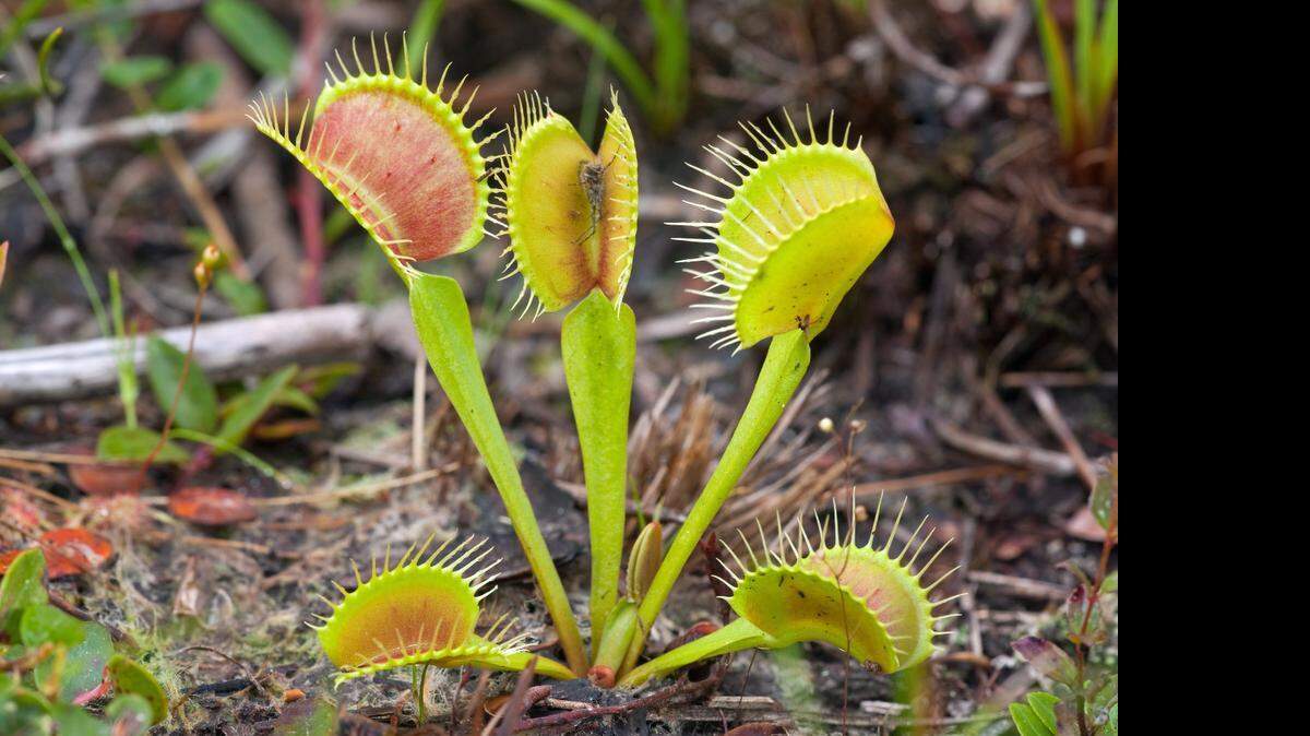 
Venus flytraps at The Nature Conservancy's Green Swamp Preserve in Brunswick County.
