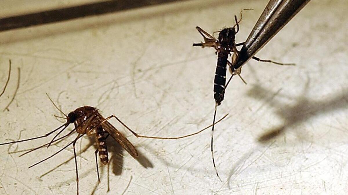 Mosquitoes