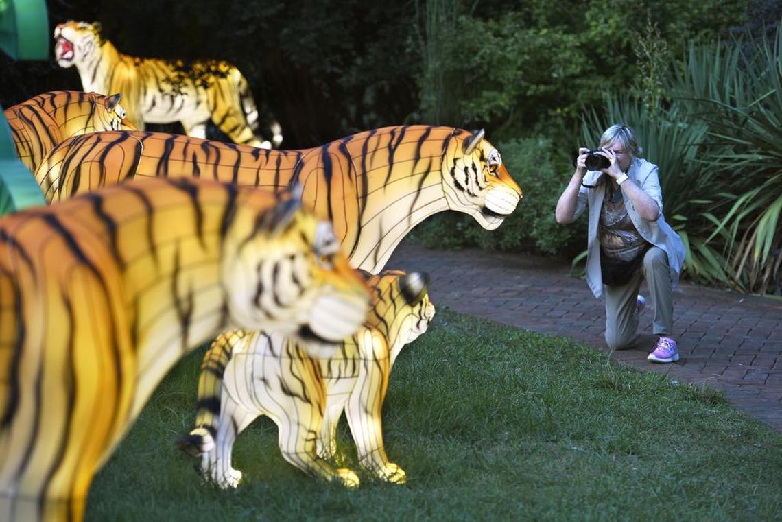 ORIGINAL: Pat Nebel was visiting DSBG with her husband, Gary Nebel and friends, when she knelt to get just the right angle on a group of tigers Wednesday evening. Daniel Stowe Botatnical Garden in Belmont is hosting a Chinese Lantern Festival which opened to the public on Sept. 7 and will run through October 29th. Visitors to the garden can see 800 lighted lanterns shaped like dragons, peacocks, cheetahs and pandas from Wednesday through Sunday each week from 5:30 pm - 9:30pm. Displays of Kung Fu and authentic Chinese shadow art will be additional treats for the visitors. It is the largest exhibit ever at DSBG. We visited the exhibiton Wednesday Sept, 13, 2017.