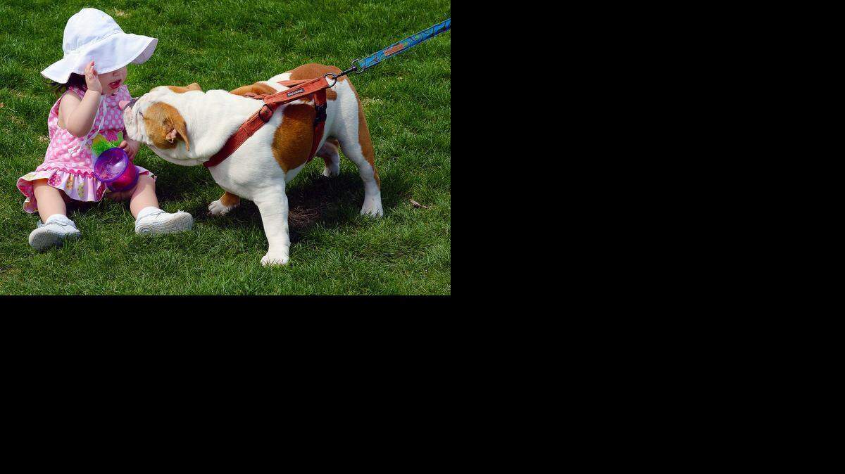 
While having fun on the lawn of Romare Bearden Park Caroline Kuck, 14 months, got a chance to meet 7-month-old "Patton", an English bulldog on Friday April 3, 2015.
