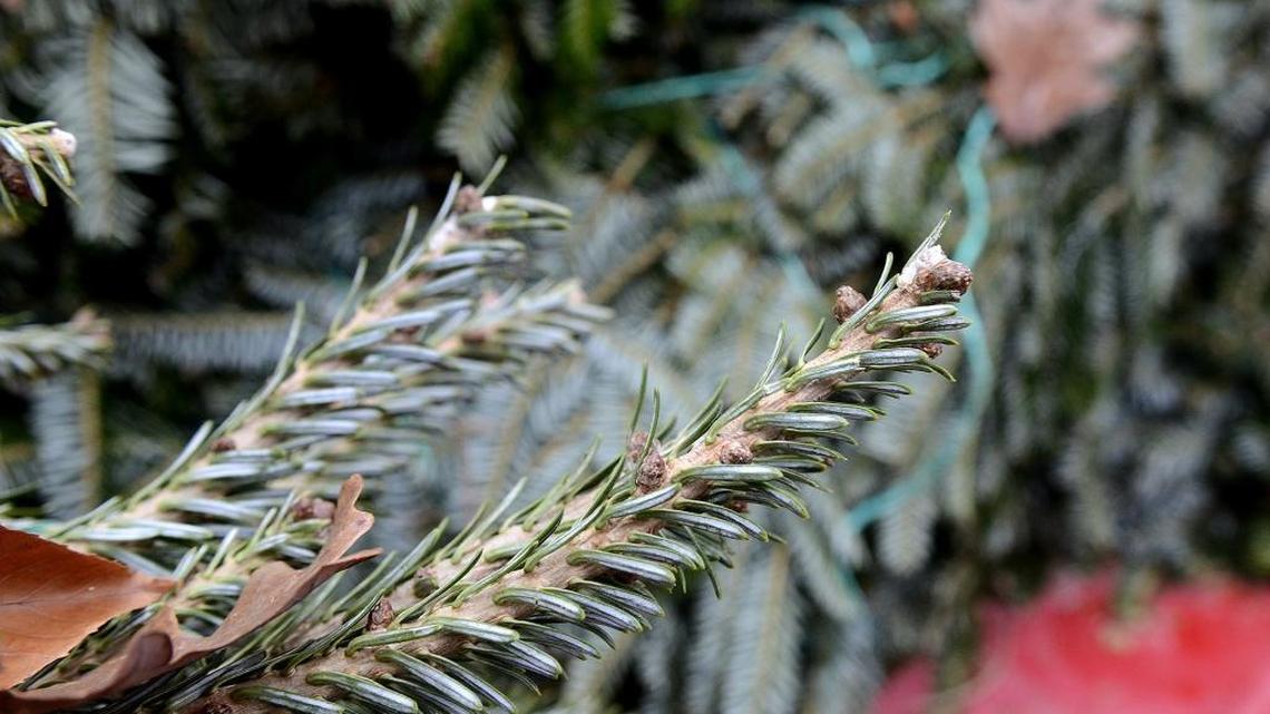 The Christmas tree is more than just a decoration. It’s filled with stories and memories.