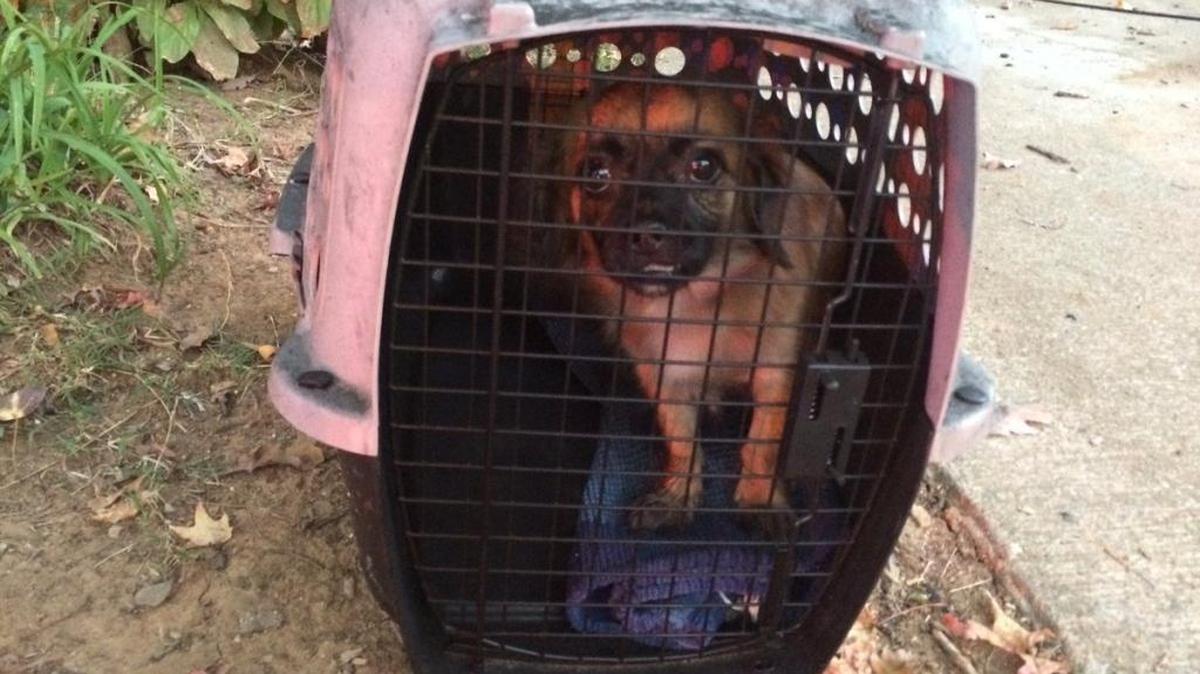 Rescued pooch