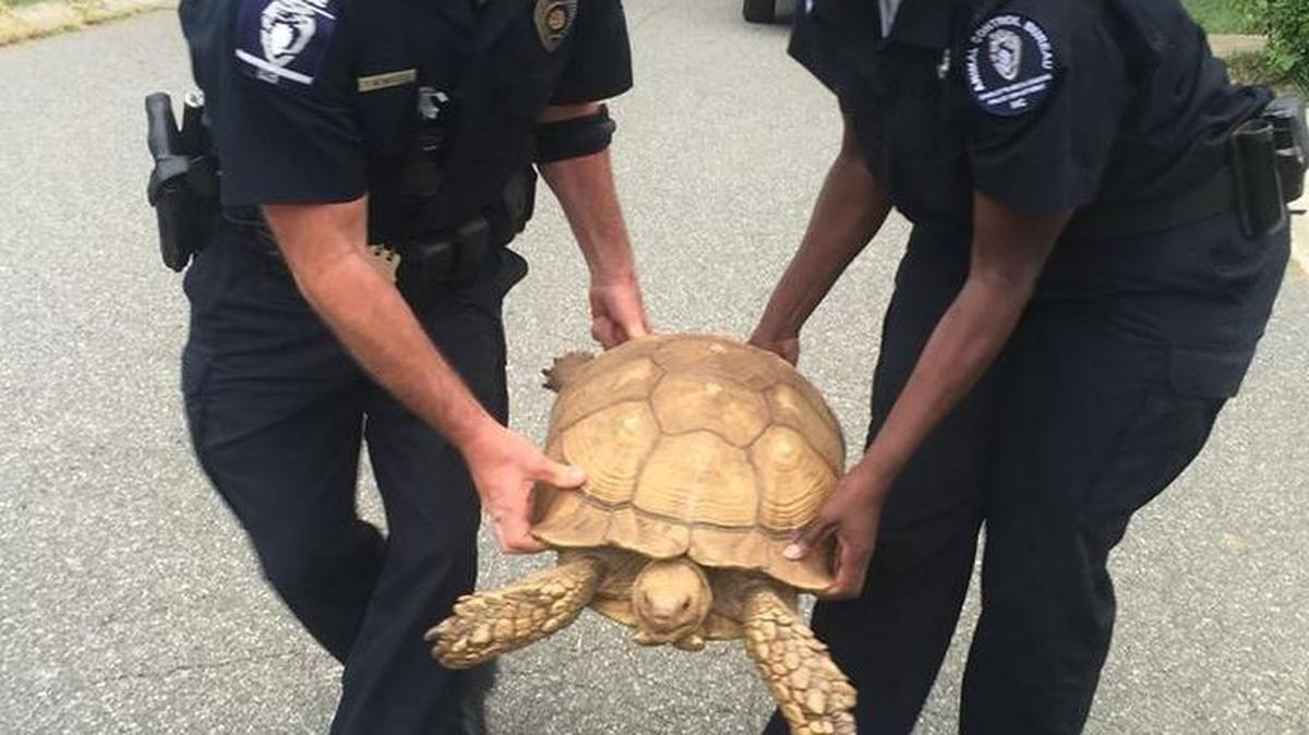 
Charlotte-Mecklenburg police Officer Todd Watson and Animal Control Officer Margaret Pollard return a runaway tortoise to its home 
