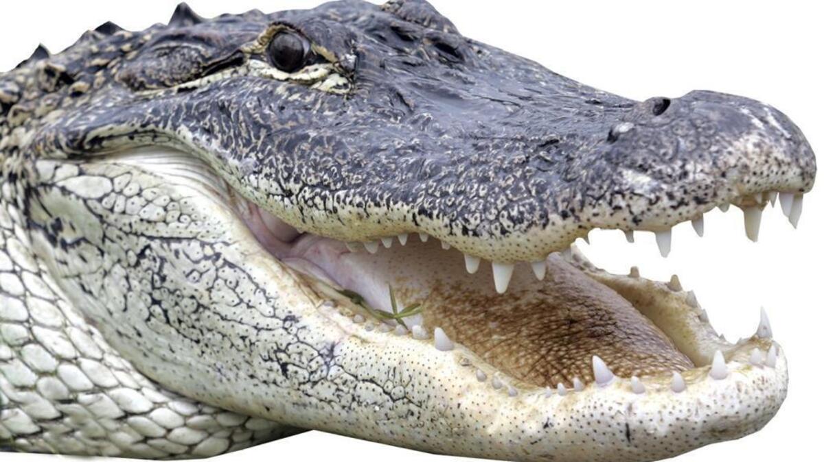 Why was a dead alligator found floating in the Catawba River near Belmont?