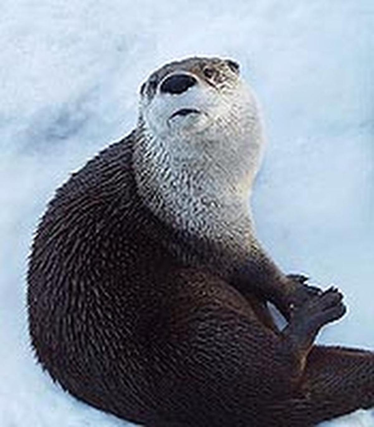 Otters love to play in the snow, and Grandfather Mountain staff work to quickly clear roads and paths so guests can enjoy their antics.