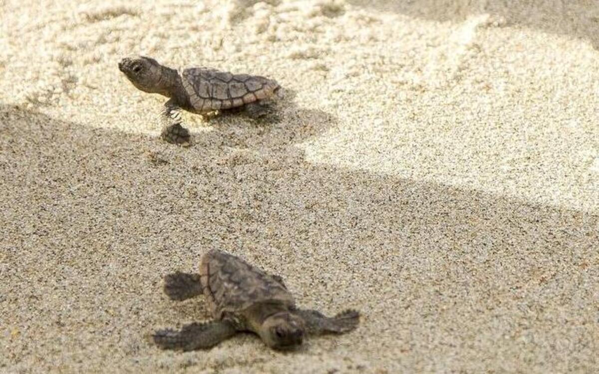 
Three loggerhead sea turtle hatchlings make their way to the ocean after being discovered by South Carolina United Turtle Enthusiasts (S.C.U.T.E.) volunteers during a nest inventory on Garden City Beach. Thousands of loggerhead sea turtles are hatching on Grand Strand Beaches this month. S.C.U.T.E. volunteers conduct nest “inventories” three days after spotting signs that a nest has hatched. The volunteers count the number of eggs hatched, take DNA samples, and usher any stranded hatchlings to the ocean. The inventories are also opportunities to give “Turtle Talks” to spectators about proper conservation practices such as turning lights out along the coast and cleaning up area beaches.
