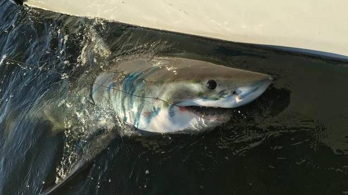 Chip Michalove snags a juvenile great white shark Dec. 11 in Port Royal Sound off Hilton Head Island in South Carolina.Courtesy of Chip Michalove.