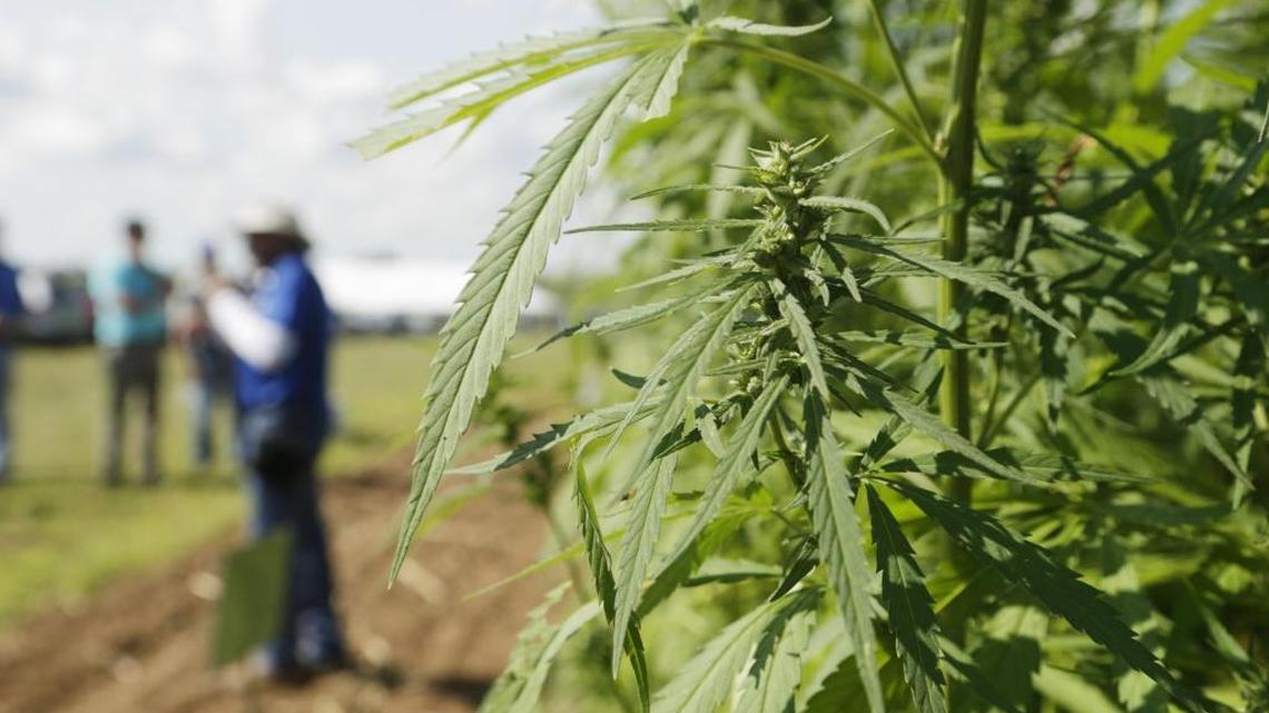 Industrial hemp research farm in Kentucky