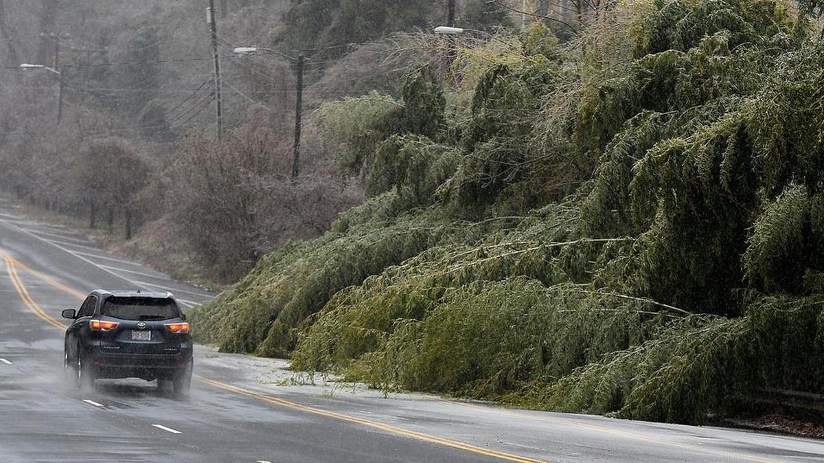 Travelers along Sardis Road in Charlotte were forced to move to the left of center due to downed bushes along the road early Saturday after ice had weighed down the limbs.
