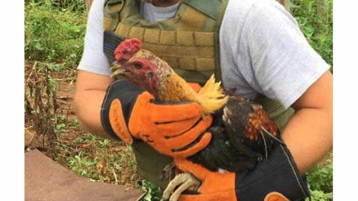 Animal confiscated at Catawba County home.