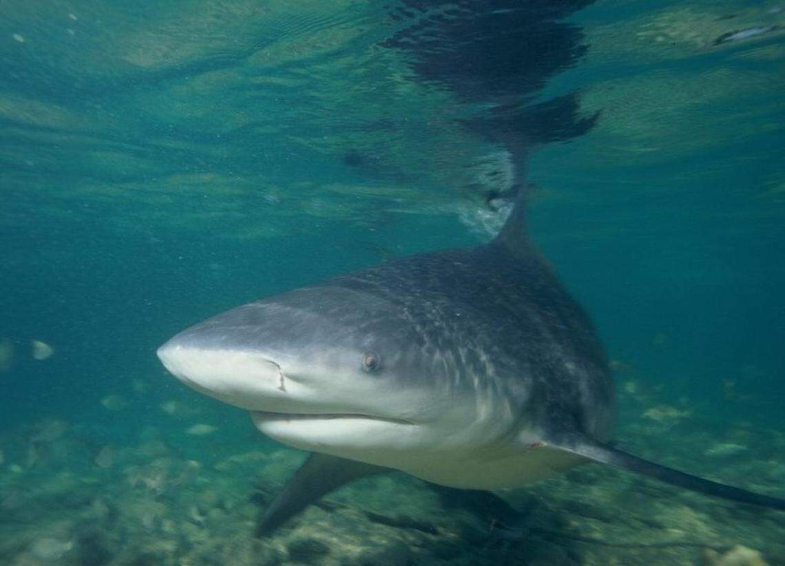 A bull shark